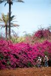 Waimea Canyon Bicycle Downhill Outfitters Kauai